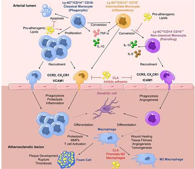 miR-155 in the Resolution of Atherosclerosis